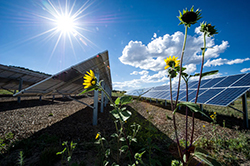 photo of a field of solar panels