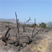 Burnt trees