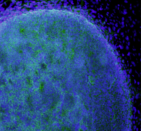 Embryonic Stem Cells