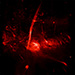 Click for large jpg